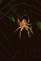 Spider in web {Arachnida} Ecuadorian Amazon