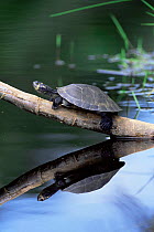 Side necked terrapin basking {Podocnemis unifilis} River Napo, Ecuador, Amazonia