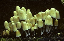Glistening ink caps {Coprinus micaceus} Norfolk, UK