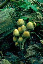 Glistening ink cap fungi {Coprinus micaceus} Sussex, UK