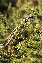 Sand lizard {Lacerta agilis} adult male camouflaged against gorse. Dorset, England, UK