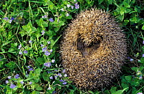 Hedgehog curled up showing underside {Erinaceus europaeus} Scotland, UK
