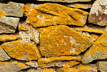 Lichen on stone wall {Xanthoria parietina} Yorkshire Dales NP, UK