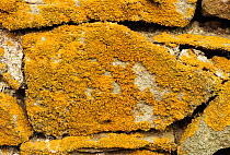 Lichen on stone wall {Xanthoria parietina} Yorkshire Dales NP, UK