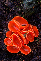 Orange peel fungus (Aleuria aurantia). Scotland, UK, Europe