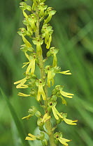 Common twayblade orchid (Neottia ovata), Kent, UK