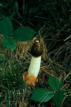 Stinkhorn fungus (Phallus impudicus). UK, Europe