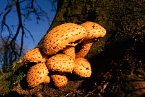 Shaggy pholiota fungus {Pholiota squarrosa} Yorkshire, UK