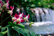 Orchid in front of waterfall {Dendrobium sp} Thailand