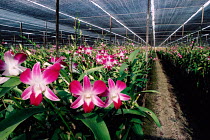 Orchid cut-flower nursery {Dendrobium sp} Bangkok, Thailand