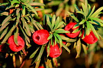 Common yew berries {Taxus baccata} Scotland, UK