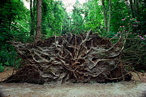 Common yew tree {Taxus baccata} uprooted by hurricane 1987 showing roots England, UK