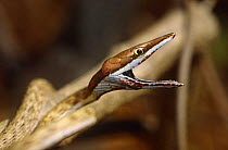 Brown vine snake, defensive display {Oxybelis aeneus} Costa Rica
