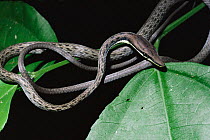 Brown vine snake {Oxybelis aeneus} tropical dry forest, Costa Rica, Central America