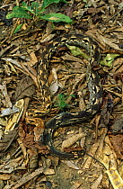 Madagascar boa constrictor {Acrantophis madagascariensis} Lokobe Reserve, North West Madagascar