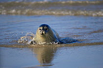 Juvenile Common seal in wash {Phoca vitulina} Lincolnshire, U