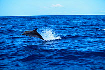 Common dolphin porpoising {Delphinus delphis} Azores, Atlantic ocean
