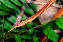 Leaf nosed twig snake male {Langaha madagascariensis} Mantadia NP, East Madagascar