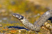False smooth snake {Macroprotodon cucullatus} Mount Maigmo, Alicante, Spain