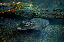 Chinese alligator {Alligator sinensis}