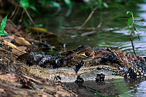Black / Jacare caiman {Caiman niger} at water edge, Manu NP, Peru, South America