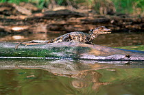 Dwarf caiman on log in pond {Paleosuchus palpebrosus} Captive