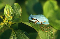Blue form Pool frog (very rare) {Rana lessonae} Camargue, France, Europe
