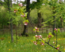 Wild Apple tree in blossom {Malus sylvestris} Garphyttans NP, Sweden