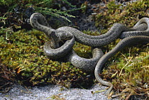 Smooth snakes, adults fighting {Coronella austriaca} Dorset, UK