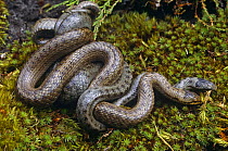 Smooth snakes mating {Coronella austriaca} Dorset, UK