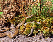 Smooth snake (Coronella austriaca) (on right) and Adder (Vipera berus) basking in sun, Dorset, UK