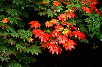 Japanese maple (Acer japonicum) in autumn. UK, Europe