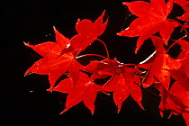 Japanese maple (Acer japonicum) leaves in autumn. Westonbirt Arboretum, Gloucestershire, England, UK, Europe