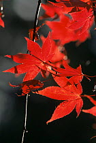 Japanese maple leaves in autumn {Acer japonicum} Westonbirt Arboretum, Gloucestershire, UK