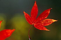 Japanese maple leaf in autumn {Acer japonicum} Westonbirt arboretum, UK