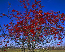Mountain ash tree with berries {Fraxinus excelsior} Varmland, Sweden