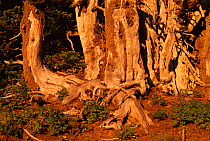 Ancient subalpine firs, Hurricane Hill, Olympic NP, Washington, USA