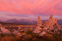 Tufa towers of calcium carbonate formed by alkaline spring water. Mono Lake, California, USA