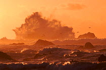Cormorants flying over waves at sunset. Monterey bay, California, USA