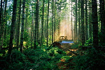 Logging in Suislaw National Forest, Oregon, USA
