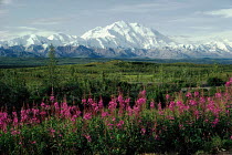 Mount McKinley, Denali NP, Alaska, USA