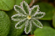 Nootka lupin leaf with dew {Lupinus nootkatensis} St Paul Is, Alaska