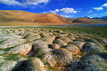 Tussocks of permafrost next to water, Tibetan plateau, Ladakh, North East India