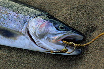 Recently caught Atlantic salmon {Salmo salar} USA