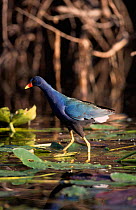 American Purple gallinule {Porphyrio martinicus} Florida Everglades, USA.
