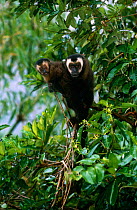 Large headed capuchin (Sapajus macrocephalus) mother and young, Manu Cloud Forest, Peru