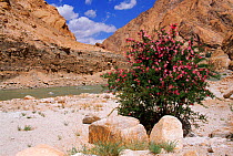 Pink flowering indus rose bush next to Indus River, Ladakh, North East India