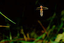 Firefly in flight {Lampyridae} Pensylvania, USA