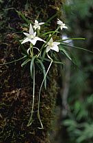 Rainforest orchid (Angraecum sp) growing on tree trunk, Ranomafana NP, Eastern Madagascar