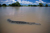 Saltwater crocodile at water surface,  Adelaide River {Crocodylus porosus} Northern Territory, Australia